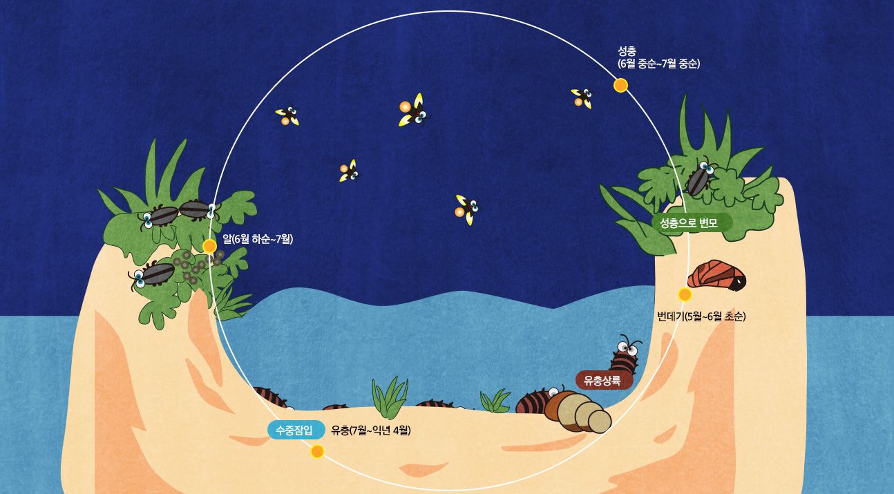 Trứng (cuối tháng 6 ~ tháng 7) → Ấu trùng dưới nước sau khi chìm xuống nước (tháng 7 ~ tháng 4 năm sau) → Ấu trùng lên cạn → Nhộng (tháng 5 ~ đầu tháng 6) → Biến thành trưởng thành → Trưởng thành (giữa tháng 6 ~ giữa tháng 7)